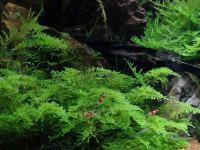 Снимка на Vesicularia montagnei, (Bel.) Broth.